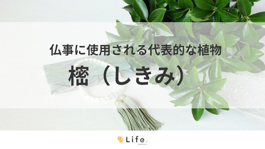 【樒】アイキャッチ