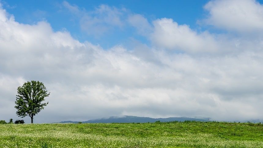 大樹が生えている緑の丘