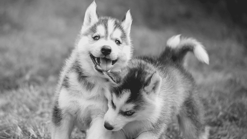 遊ぶ犬の白黒写真